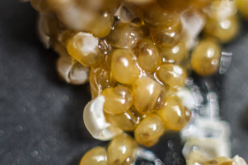 caviar of yellow snails
