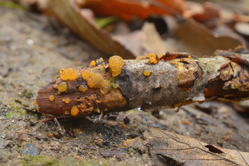 Exidia dacrymyces fungus