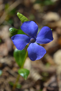 Bigleaf periwinkle flower