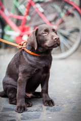 Cachorro de labrador retriever color chocolate.
