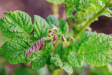 Young shoots of potatoes are damaged by frost