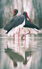 beautiful black stork fishing on a lake
