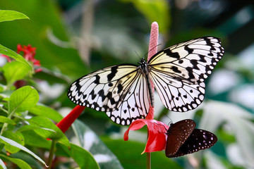 Butterfly　Paper kite