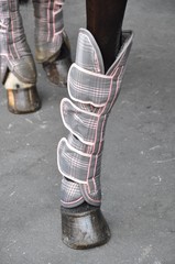 Protection jambe de cheval