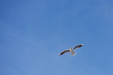 Fototapeta na wymiar a seagull in the sky
