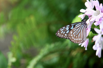Fototapeta na wymiar Butterfly Ceylon blue glassy tiger