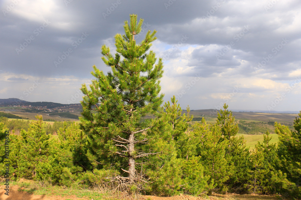 Sticker pine forests in the mountains