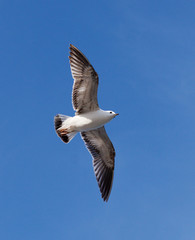 a seagull in the sky