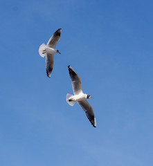 a seagull in the sky