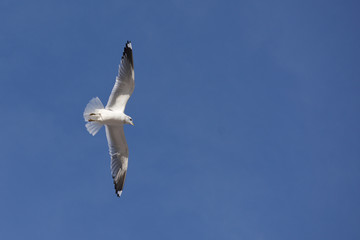 a seagull in the sky