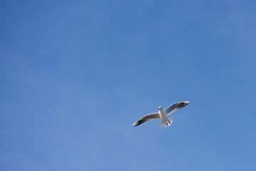 a seagull in the sky