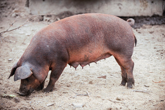 Curious young pig of Duroc's breed in yard. Concept of small swine farms in southern Russia
