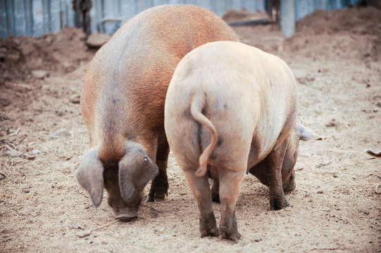Curious young pigs of Duroc's breed in yard. Concept of small swine farms in southern Russia