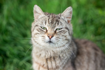 Cute cat sitting in the park. Portrait of a cat outdoors