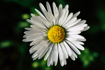 Fototapeta premiumBeautiful white daisy flower in the garden