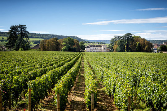 Borgogna, Montrachet. Chateau de Meursault. Cote d'Or. France