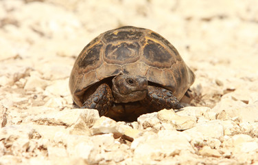 Spur-thighed Tortoise (Testudo graeca) in natural habitat