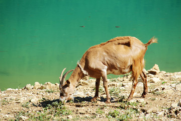 A goat in Pluzine at lake Piva, Monenegro