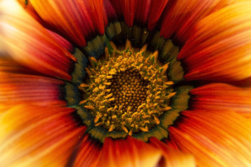 Top view of flower, centered in frame, details and pollen visible, toned image.