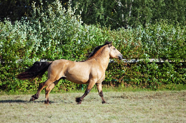 Draft horse stallion speed galloping in evening stud farm 