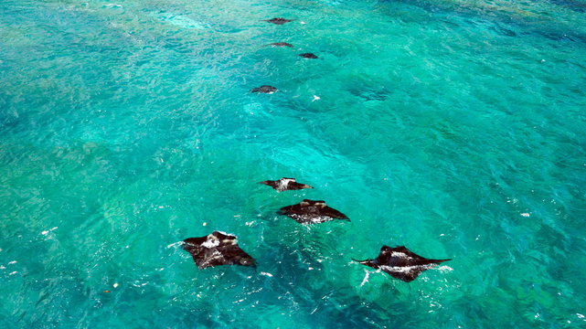 Aerial view of Manta rays swimming