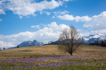 Crocuses on glade near Giewont mount in Tatra Mountains, Poland