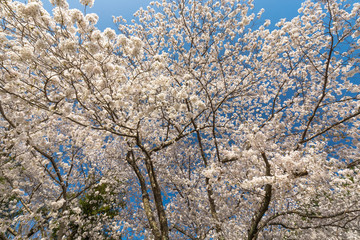 Naklejka premium Japanese cherry tree full bloom