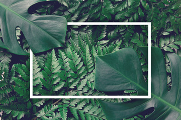 Green leaves nature background with frame design for creative advertising with summer and spring concept, copy space, Top view, Flat lay.