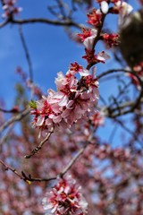 Pink Almond trees in bloom under blue sky