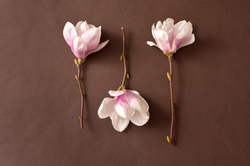 trzy magnolie, kwiat, magnolie, charakter, jary, kwiat, kwiatowy, beuty, kwiat, bukiet, roślin,...
