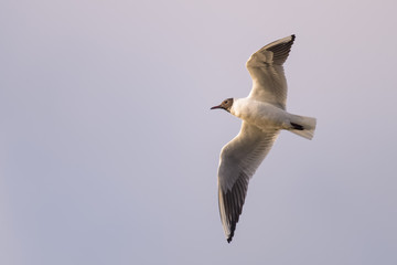 Seagull flying in front of a clear sky