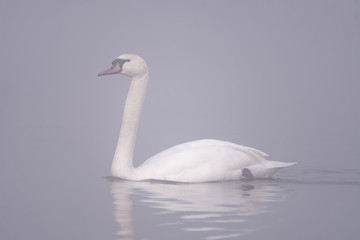 Plakat A swan swimming on a lake in the morning sun