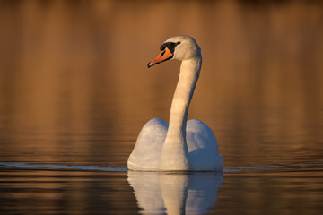 A swan swimming on a lake in the morning sun