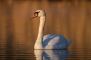 A swan swimming on a lake in the morning sun