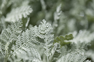 Flora of Gran Canaria - Tanacetum ptarmiciflorum