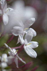 flowering jasmine background