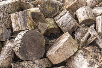 Holz eines Baumes nach Baumfällung