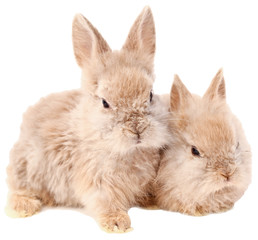 rabbits, rabbits on a white background, funny rabbits