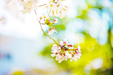 すごく美しく咲き誇る満開の桜