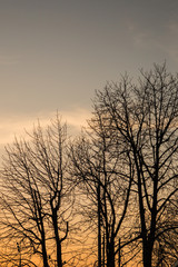 Silhouette of trees