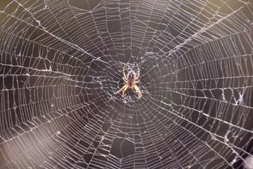Photo Picture of a Spider and his Web