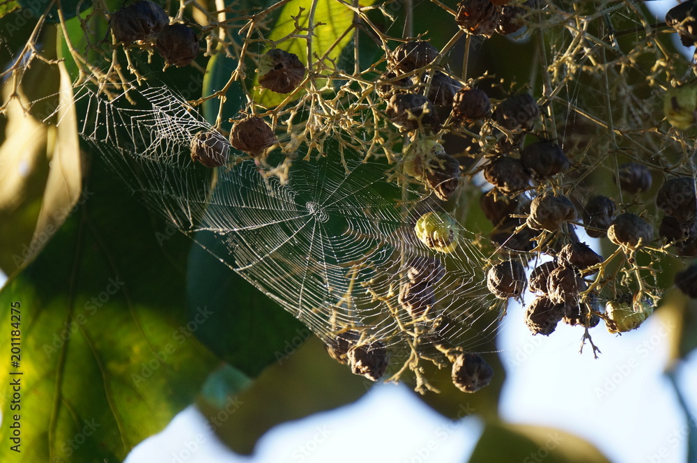 Wall mural spider web spin a web on the tree for trap insect ,in the morning has dew on the cobweb too