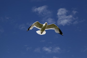 Seagull Flying