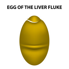 Egg of the liver fluke. infographics. Vector illustration on isolated background.