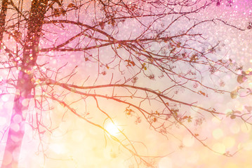 Obraz na płótnie Canvas dry tree silhouette colorful sunset sky with glitter light in soft pastel tone,romance background 