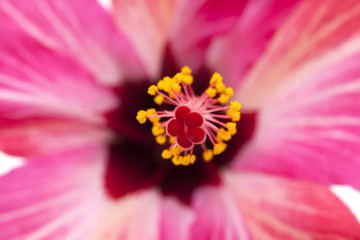 pink hibiscus flower