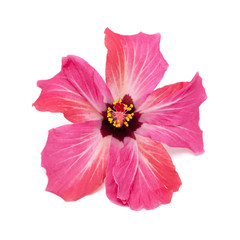 pink hibiscus flower isolated