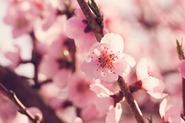 spring tree with pink flowers