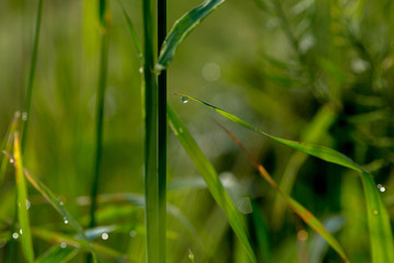 Grass with the dew and snails