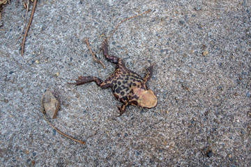 ひっくり返ったカエル